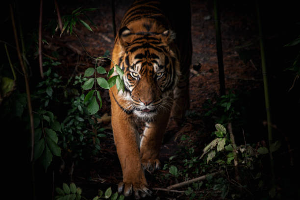 istock Sumatran Tiger in the Wild – Majestic Predator’s Gaze 2188753372