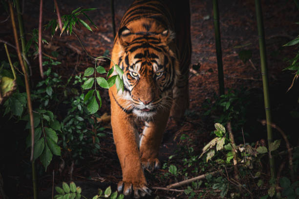 istock Sumatran Tiger in the Wild – Majestic Predator’s Gaze 2188753384