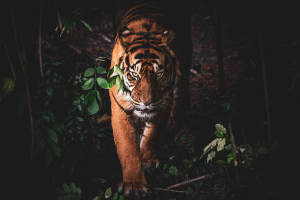 istock Sumatran Tiger in the Wild – Majestic Predator’s Gaze 2188753396