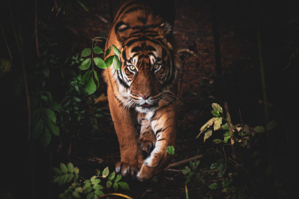 istock Sumatran Tiger in the Wild – Majestic Predator’s Gaze 2188753407