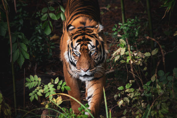 istock Sumatran Tiger in the Wild – Majestic Predator’s Gaze 2188753411