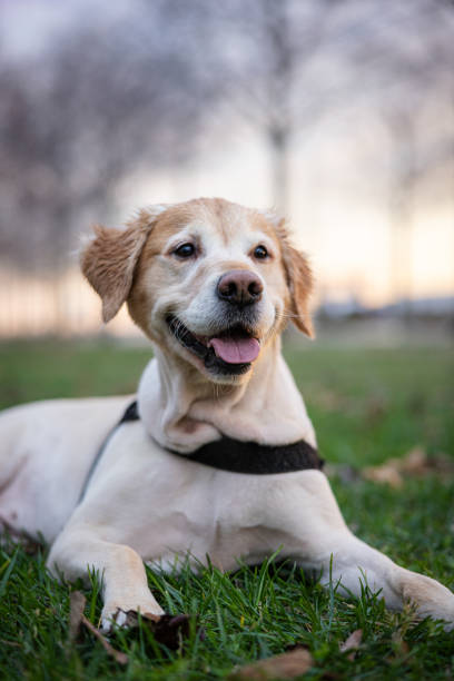 istock Golden Retriever is lying on grass at public park. 2188760032