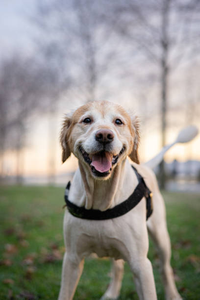 Domestic (golden retriever) male dog is walking around in public park.