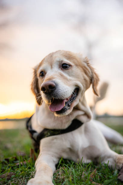 istock Golden Retriever is lying on grass at public park. 2188760246