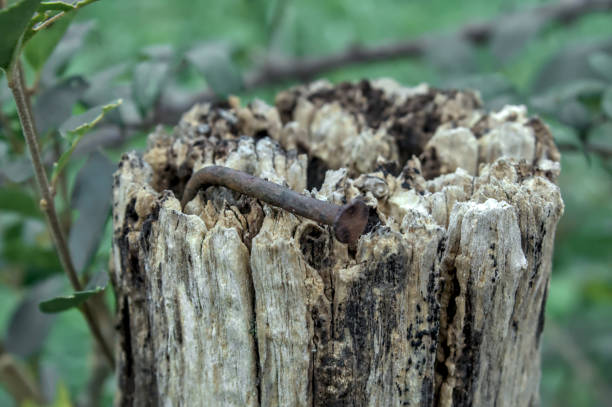 istock rusty nail stuck in wood 2188760381