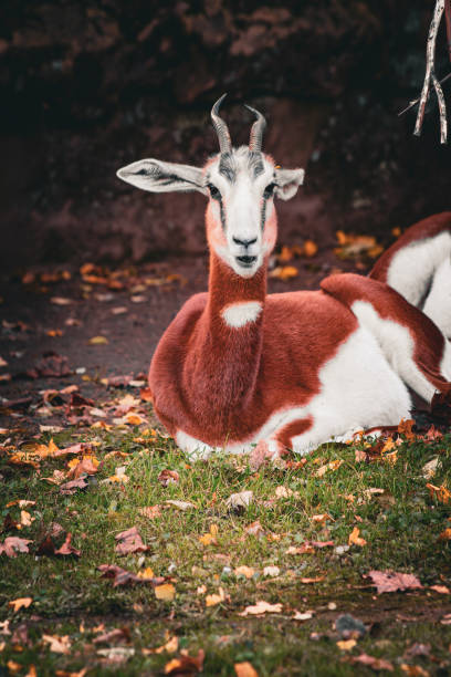 This stunning photo captures a Dama Gazelle in its natural habitat. Known for its graceful movements and striking horns, the Dama Gazelle is a remarkable species found in the African savannah. These animals roam across vast distances, moving skillfully through the open landscape. Perfect for nature and wildlife photography, this image showcases the beauty of the wild.