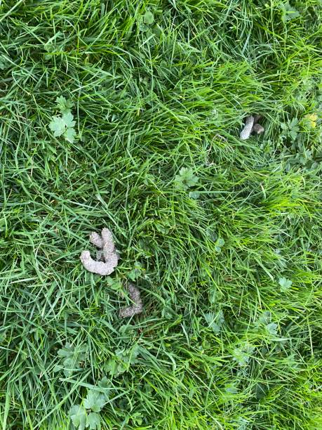 istock Goose poop on the green grass - 2 2188762569