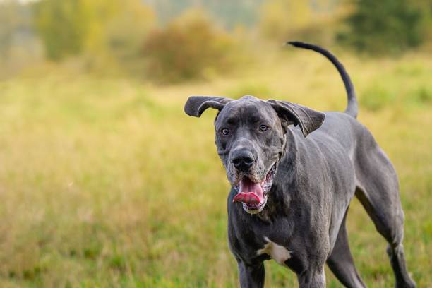 Energetic Gray Great Dane at Marymoor Park