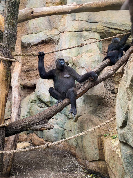 istock Close-Up of a Chimpanzee in the Wild 2188765672