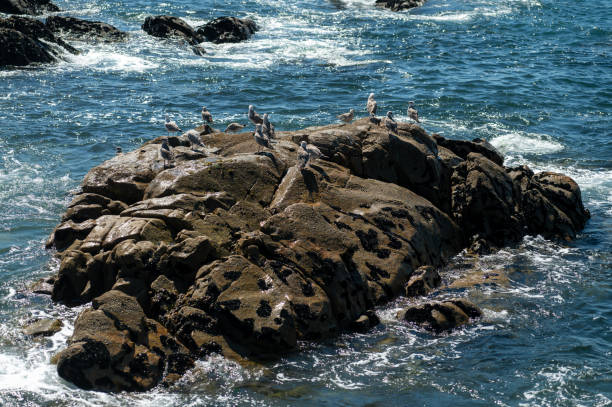 A group of seagulls perched on a rocky outcrop near the coast on a clear day.