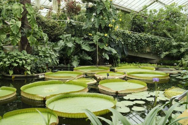 istock Indoor Botanical Garden with Lily Pads 2188767761