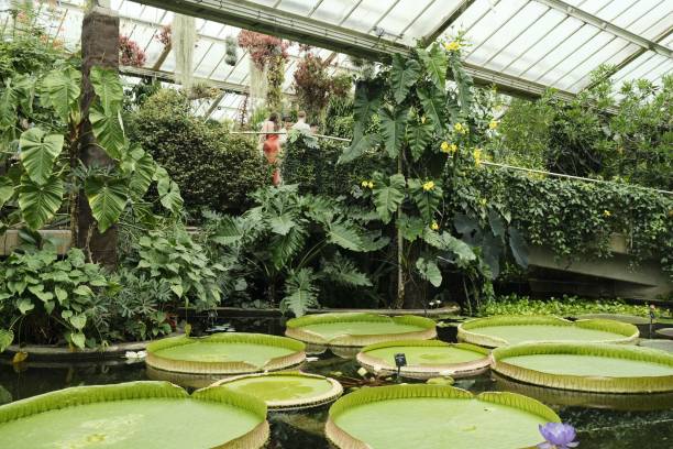 istock Lush indoor botanical garden with tropical plants. 2188767762