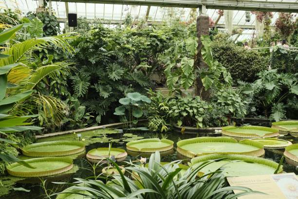 istock Indoor botanical garden with tropical plants. 2188767774