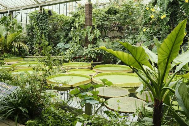 istock Tropical Greenhouse with Water Lilies 2188767779