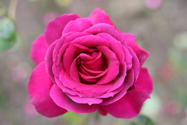 Close up of a deep pink rose head