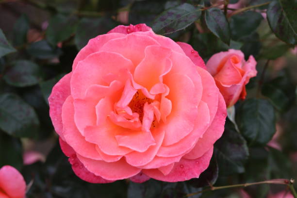 istock Single pink rose in a garden 2188768061