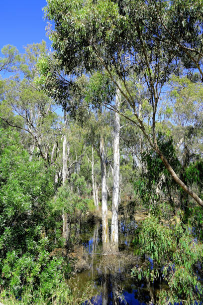istock Echuca, Northern Country, Victoria, Australia 2188770295