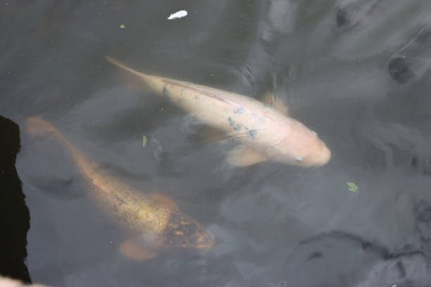 istock Koi carp swimming in a pond 2188771006