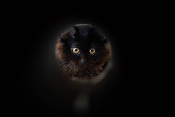 A black kitten in a black pipe, a black circle, mysterious and funny
