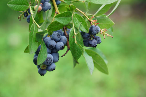 istock close up on fresh blueberry on the tree 2188772505
