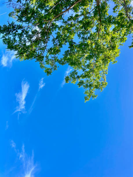 istock Lush green tree branches against a bright blue sky and wispy clouds 2188773727