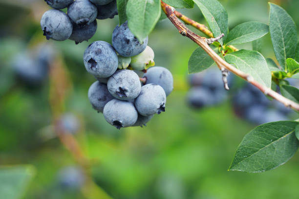 istock close up on fresh blueberry on the tree 2188775611