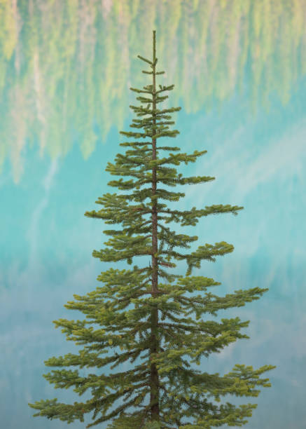 Douglas fir tree in front of reflections off water of glacier fed turquoise Emerald Lake at Yoho National Park in British Columbia