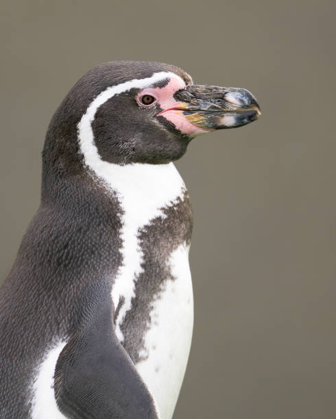 Humboldt penguin against brown background stock photo