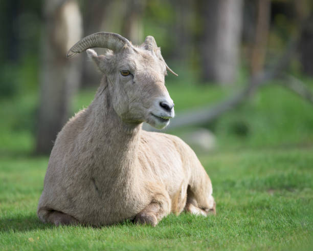 istock Bighorn sheep resting in grassy area 2188777221