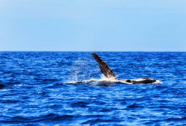 istock Animal Whale back fin right 2188781299