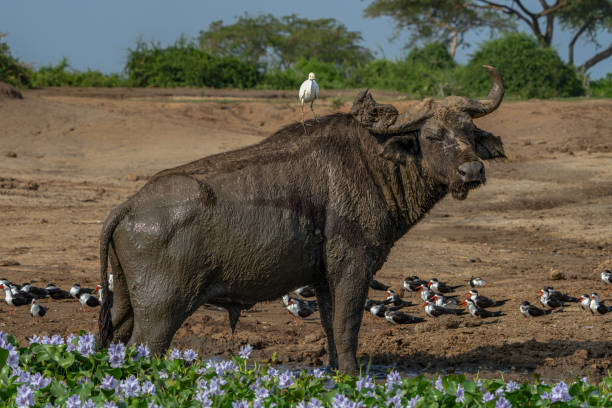 istock African Buffalo (Syncerus caffer) with white heron on his back. 2188783341