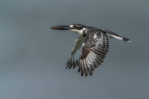 istock Pied kingfisher (Ceryle rudis) in flight caught a small fish. 2188784118