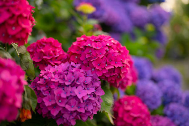 Close up of Purple And Blue Hydrangea