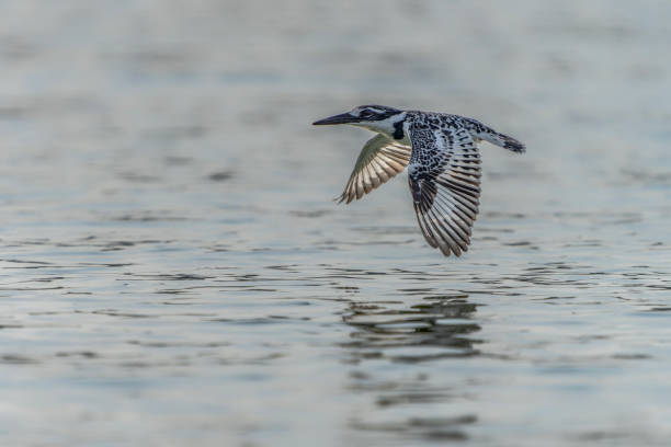 Pied kingfisher (Ceryle rudis) in flight.