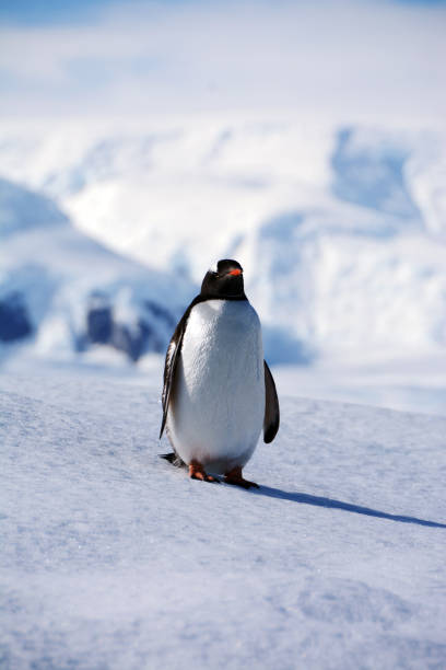 istock A gentoo penguin standing on ice in Antarctica 2188786526