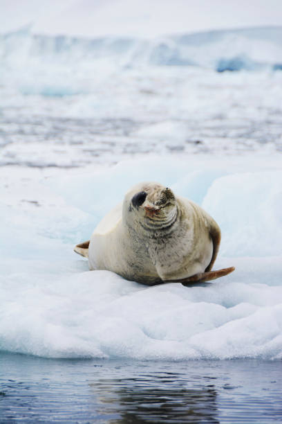 istock A seal lying on an iceberg in Antarctica 2188786976