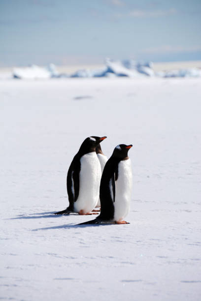 istock Two gentoo penguins standing on the ice in Antarctica 2188786979