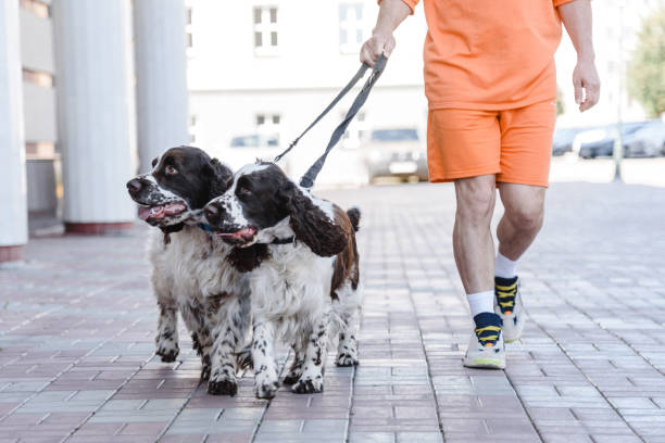 istock English Springer Spaniels walking 2188787144