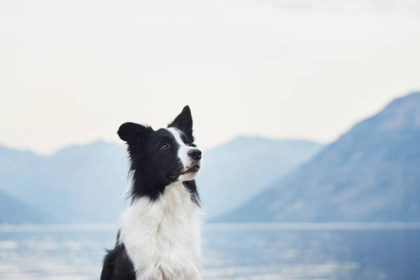 istock Border Collie sitting and looking into the distance 2188788686