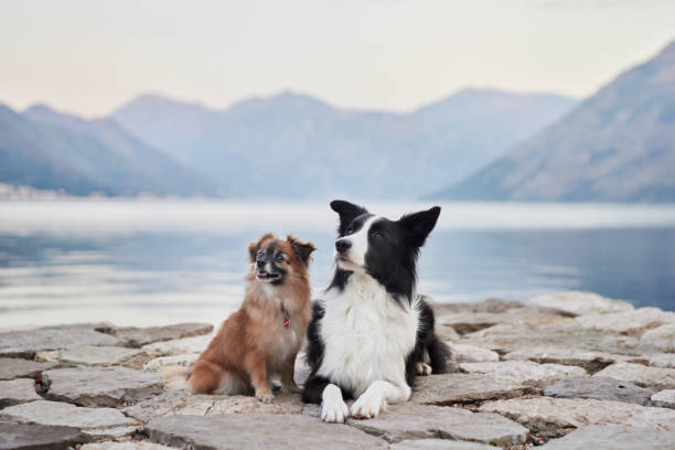 istock Two dogs interacting on a cobblestone pier 2188788688