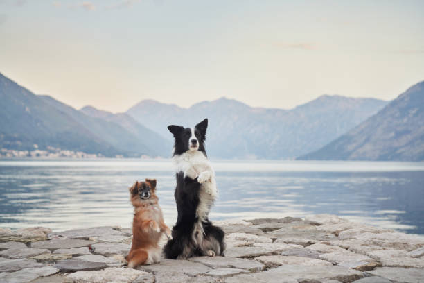 istock Two dogs gazing at the water together 2188788689