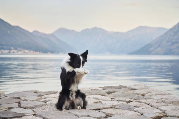 istock Border Collie sitting on a stone pier by the lake 2188788691