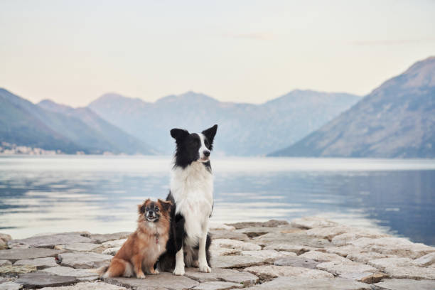 Border Collie and small dog sitting on cobblestone pier