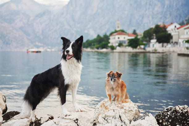 istock Two dogs on a rocky shore with mountain backdrop 2188788700