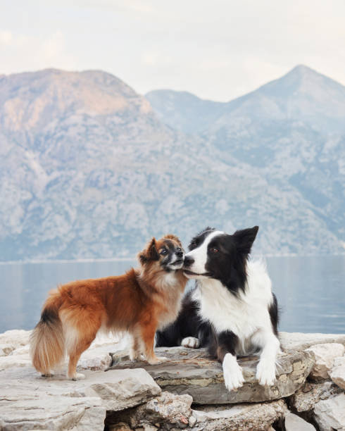 istock Two dogs interacting near a mountain lake 2188788713