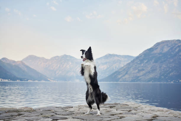 istock Border Collie standing on hind legs by the lake 2188788715