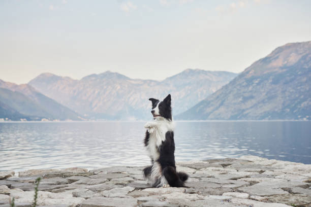 istock Border Collie sitting and looking at the lake 2188788722