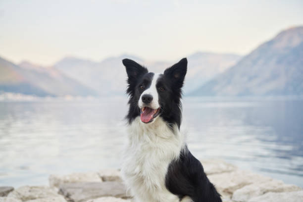 istock Border Collie sitting by the lake 2188788728