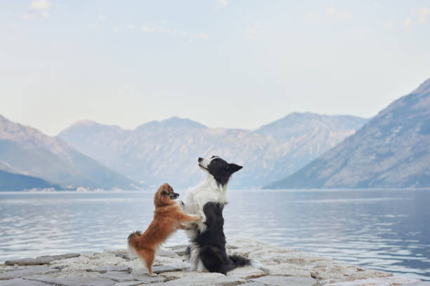 istock Two dogs interacting on a stone pier 2188788734