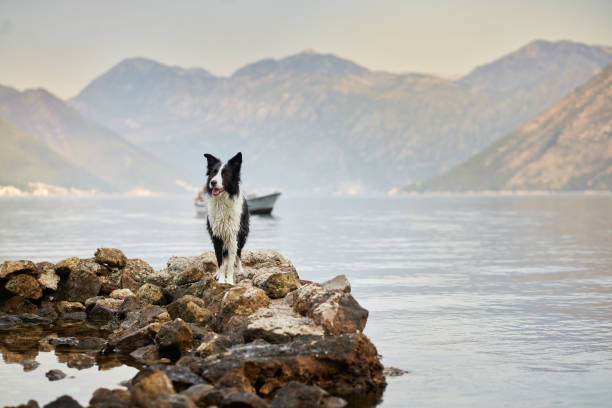 istock Border Collie on a rocky coastline 2188788740